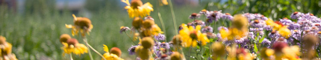 MSU Pollinator Research flower bed msu pollinator research flower bed
