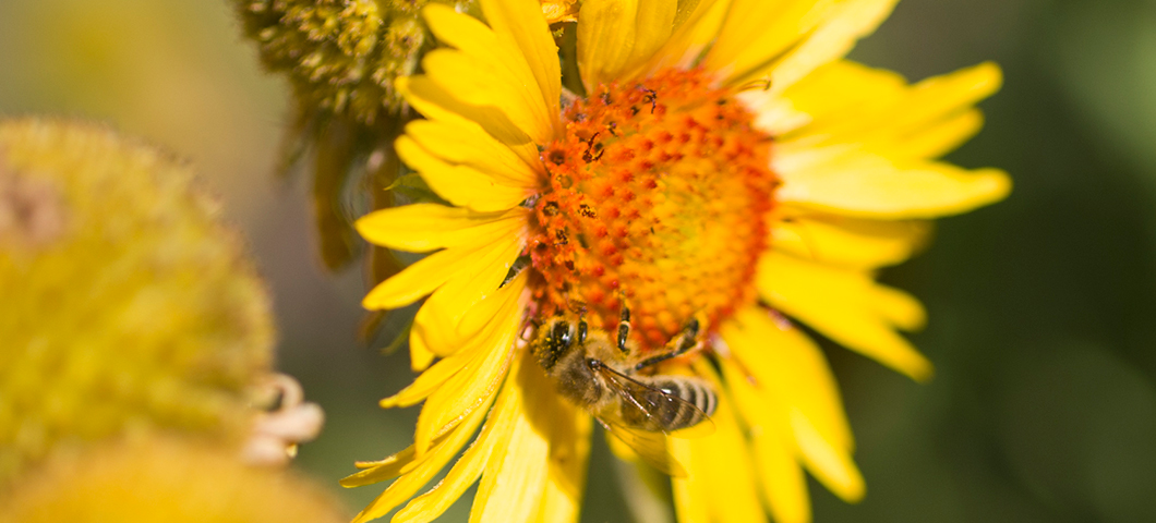 msu pollinator research bee on yellow flower
