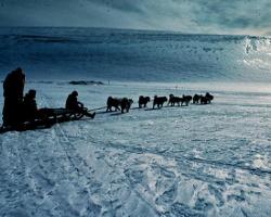 Dogsledding, 1984.