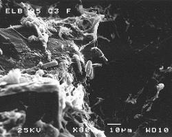 Dry Valley Lake Ice: Scanning Electron Micrographs