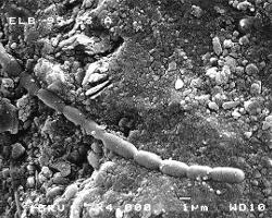 Dry Valley Lake Ice: Scanning Electron Micrographs