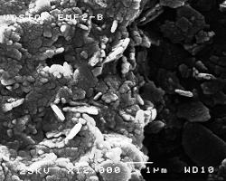 Vostok Ice Core (3590m): Scanning Electron and Atomic Force Micrographs