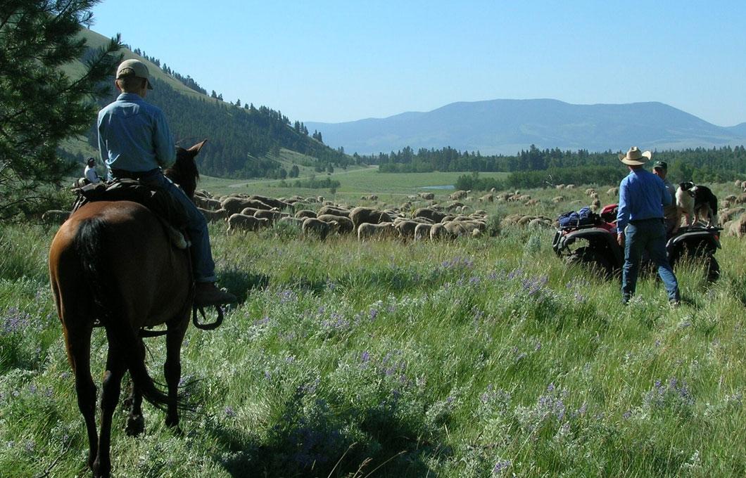 horseman surveys sheep
