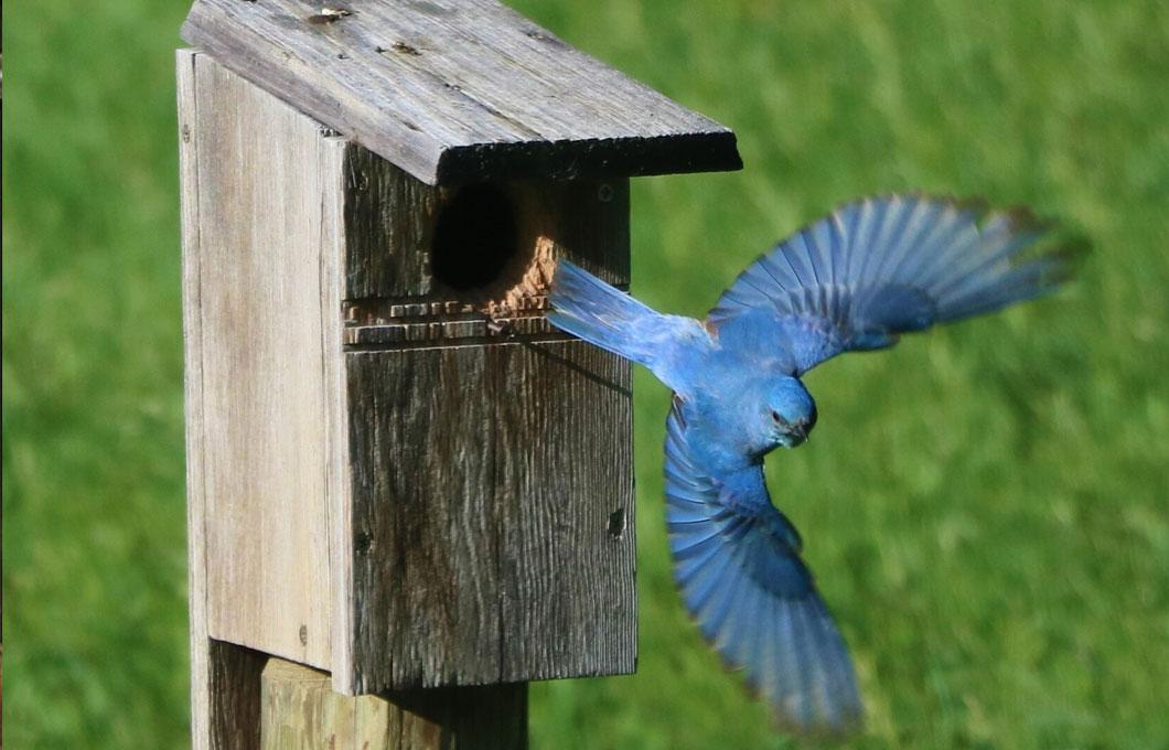 bluebird leaving birdhouse