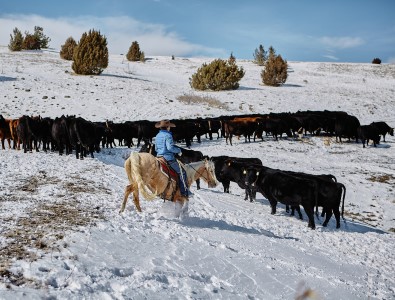 man on horse with cattle