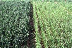 wheat field