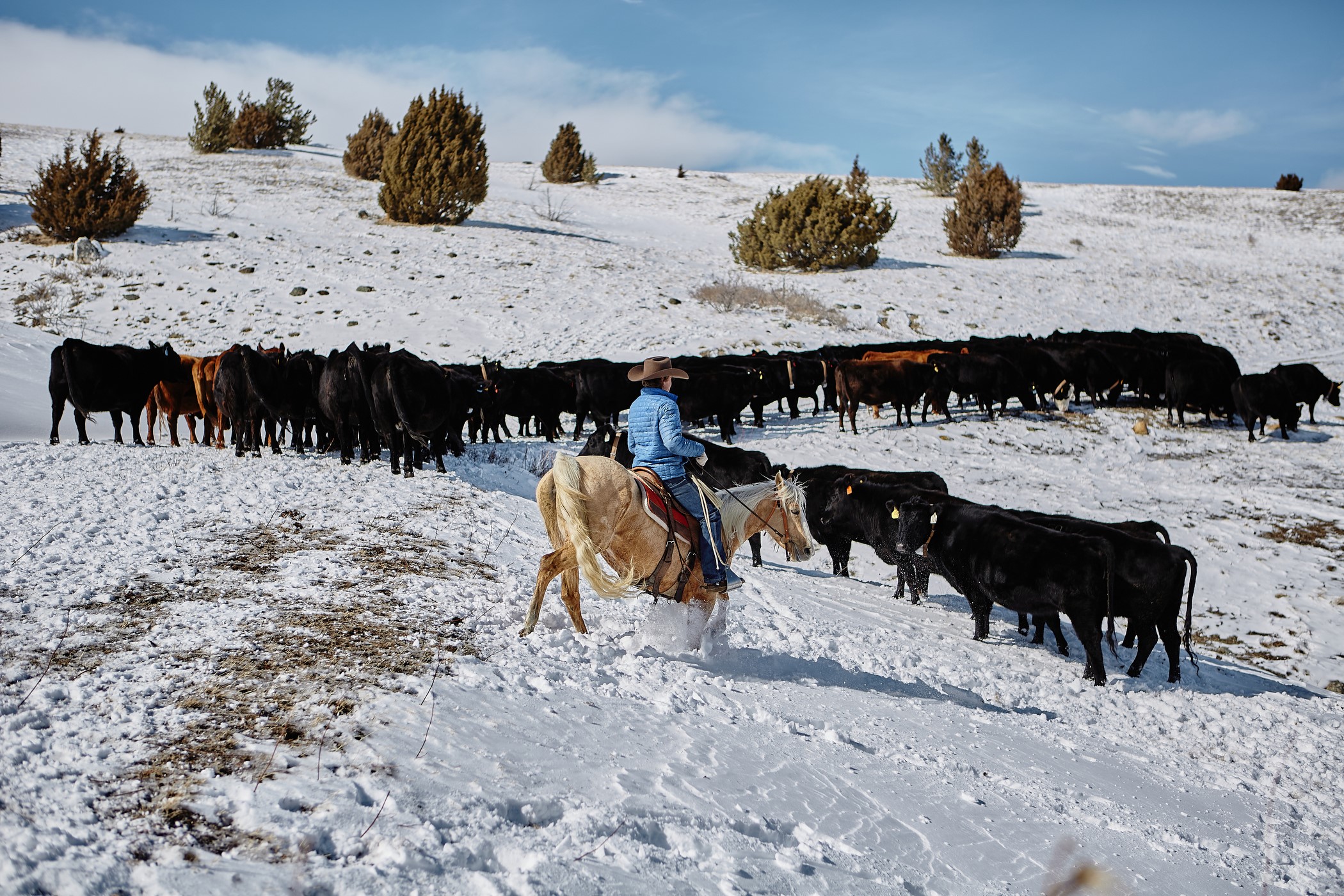 cattle horse and rider