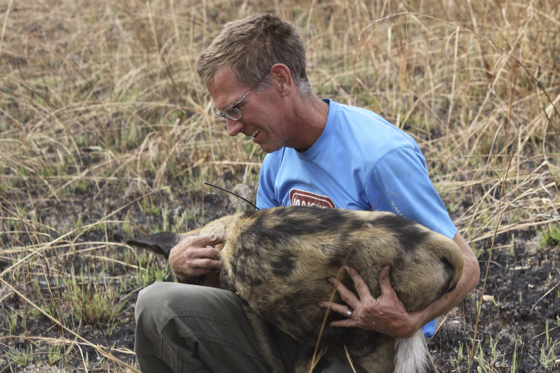 Researcher with wild dog
