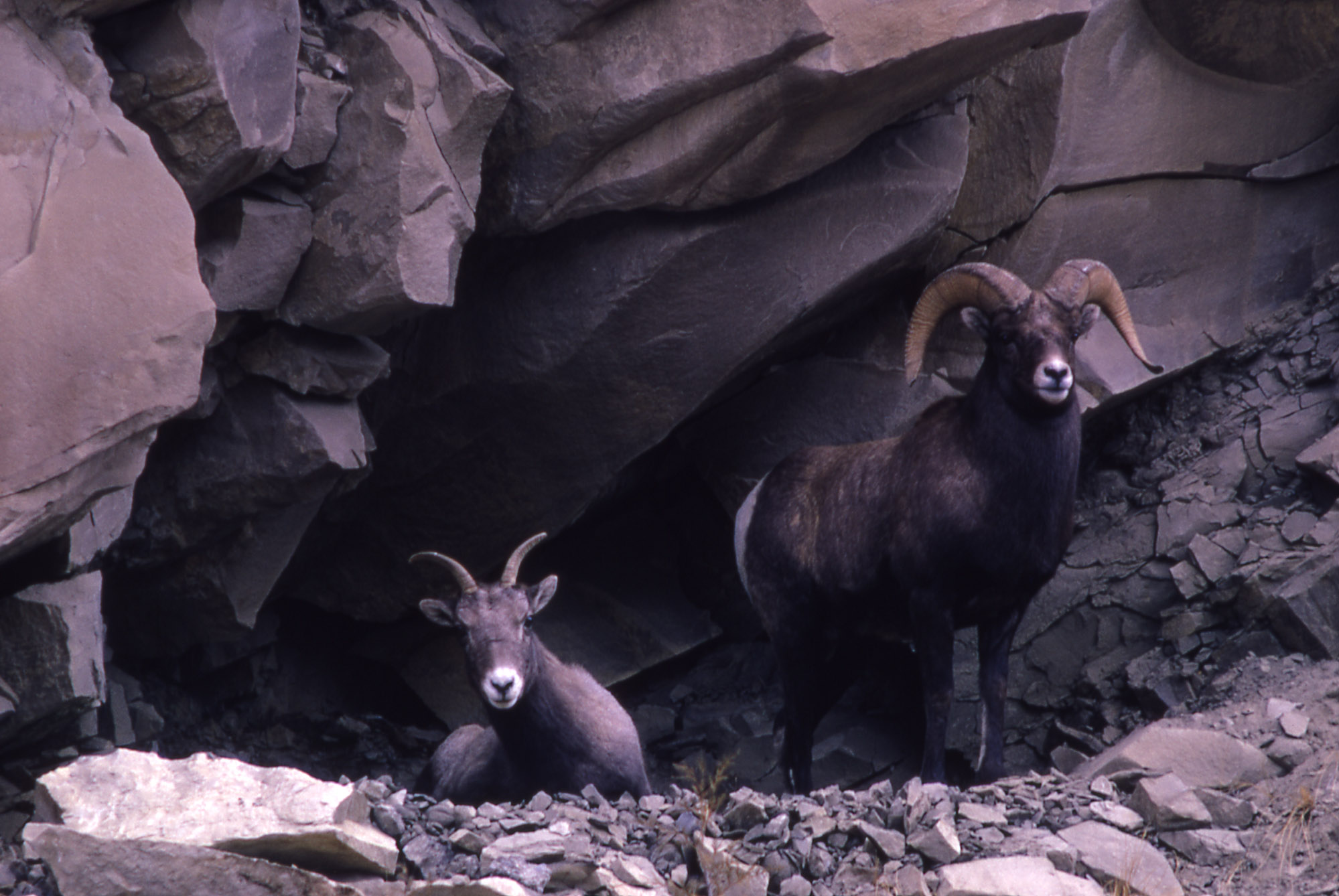 Bighorn sheep