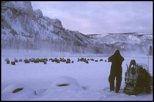 Counting bison