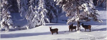 Elk in snow2