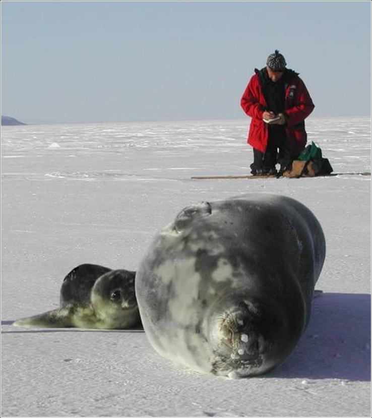 Jay and seals