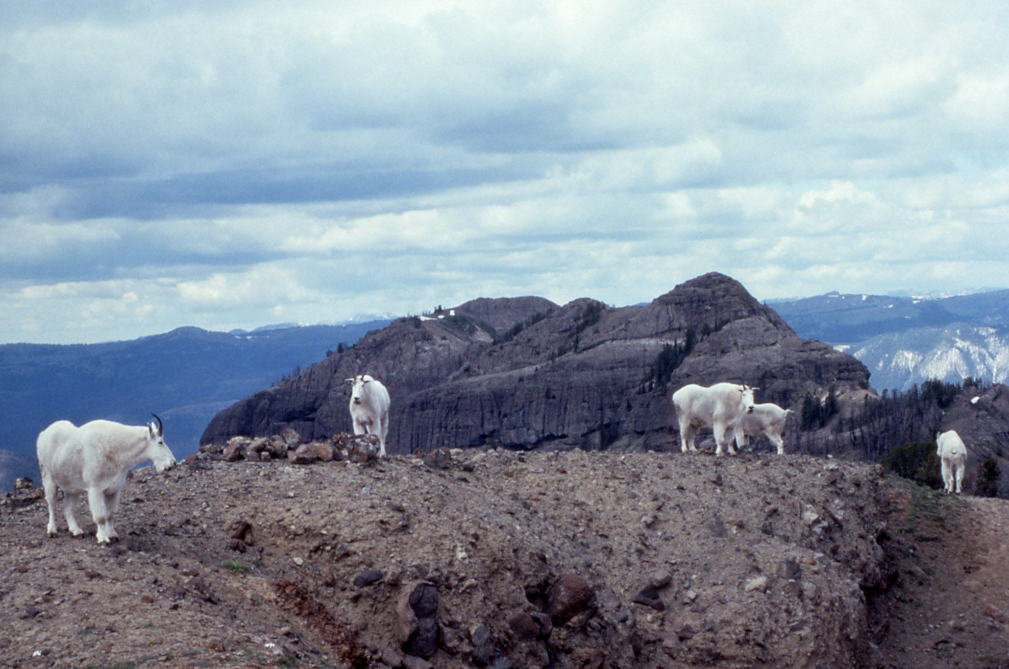 Mtn goat