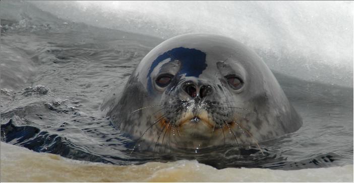 Seal head