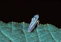 cottonwood leaf beetle
