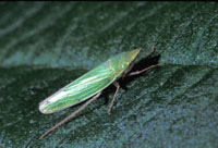 tiger beetle