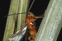 tiger beetle