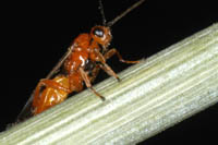 cottonwood leaf beetle