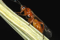 cottonwood leaf beetle