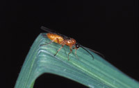 cottonwood leaf beetle