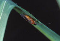 cottonwood leaf beetle