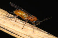 cottonwood leaf beetle