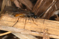 cottonwood leaf beetle