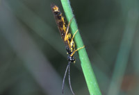 tiger beetle