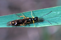 tiger beetle