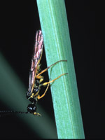 cottonwood leaf beetle