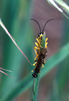 cottonwood leaf beetle