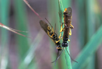 tiger beetle