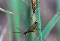 cottonwood leaf beetle