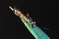 cottonwood leaf beetle