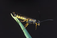 tiger beetle