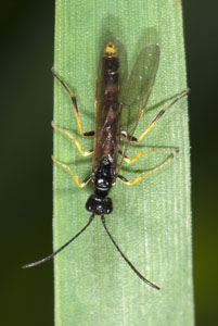 tiger beetle