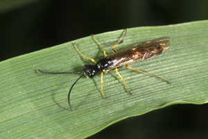 cottonwood leaf beetle