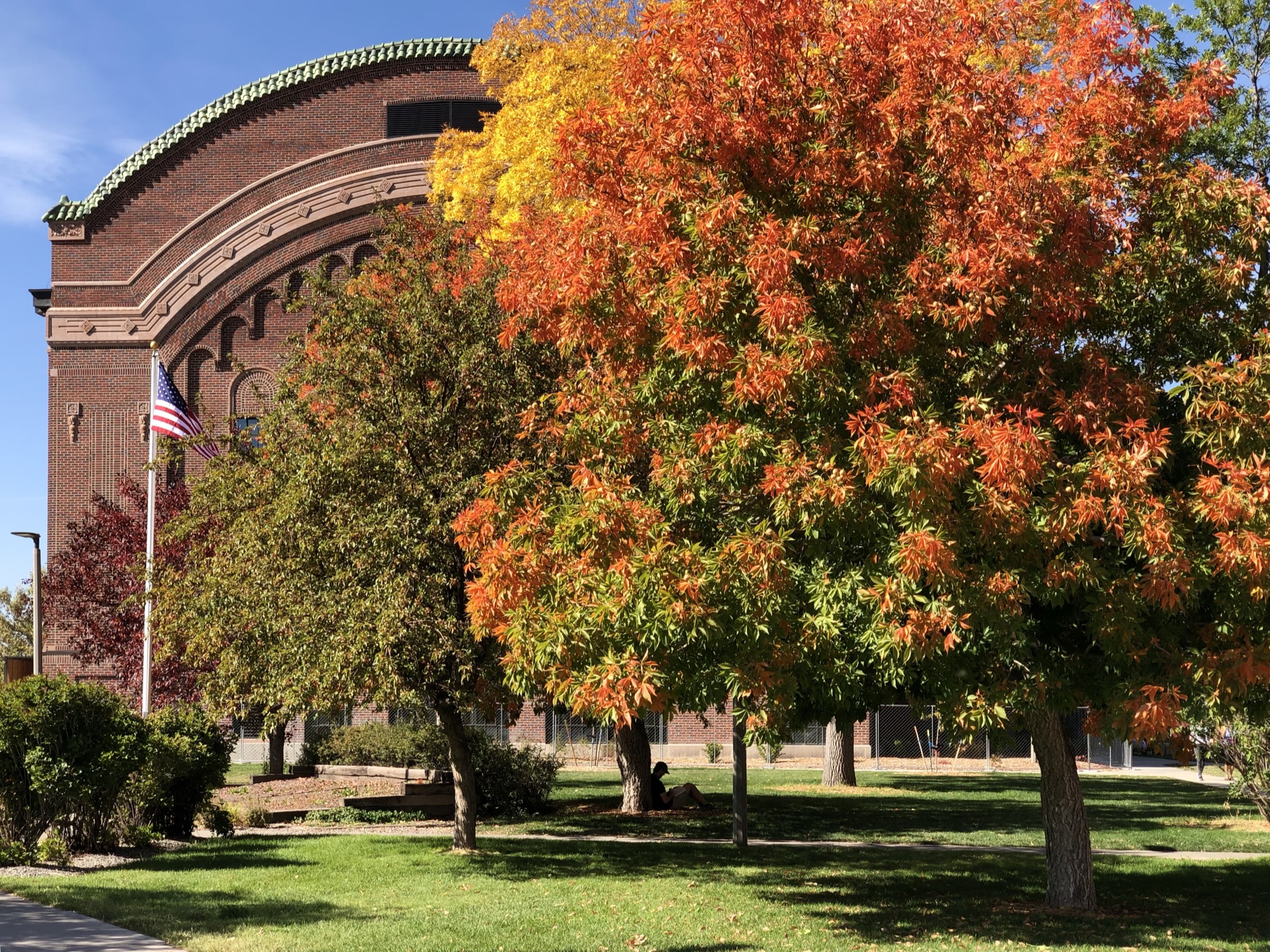 Autumn trees on campus (decorative)