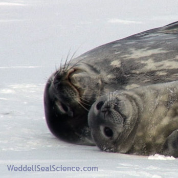 Field work on Weddell seals in Erebusy Bay, Antarctica