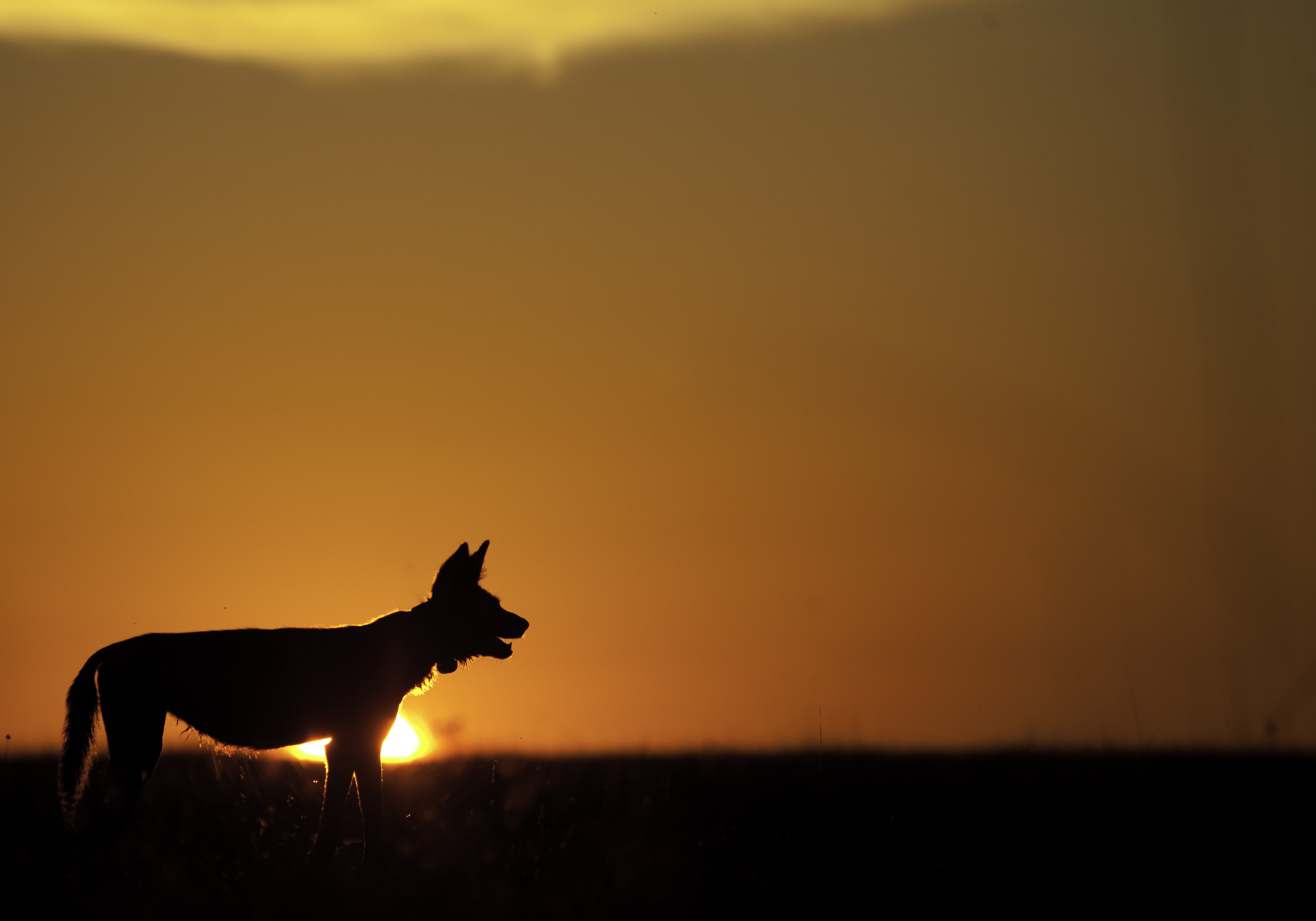 wild dog sunset