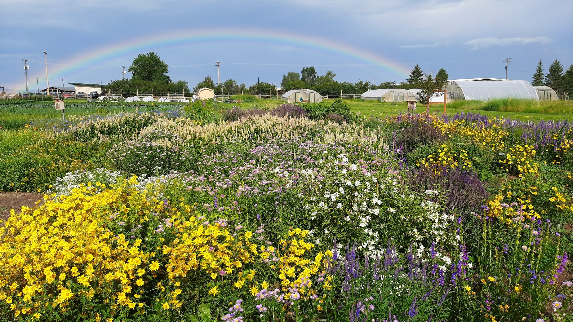 A garden full of flowers with high tunnels in the background and a rainbow in the distance. 