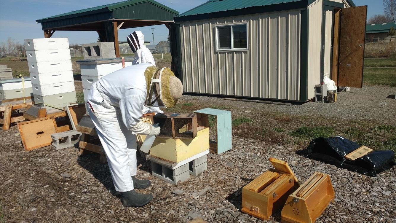 Two people in protective bee suits work among a row of bee hives. 