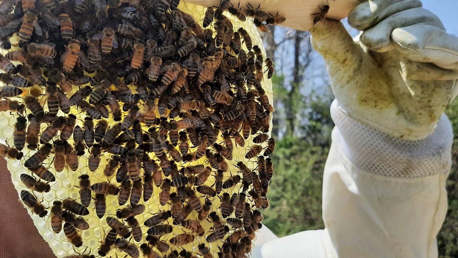 A piece of honeycomb covered in a swarm of honeybees.