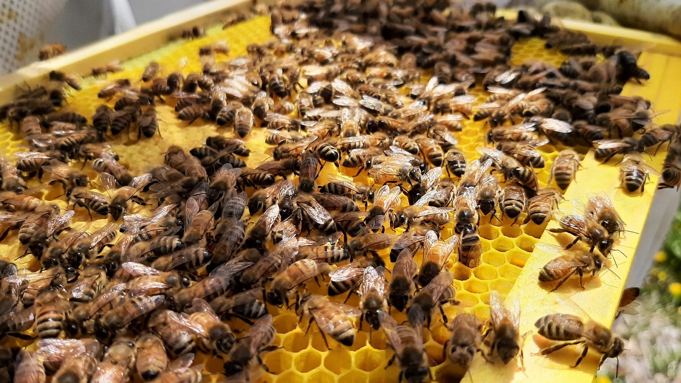 Dozens of honey bees crawl around on a frame of honeycomb. 