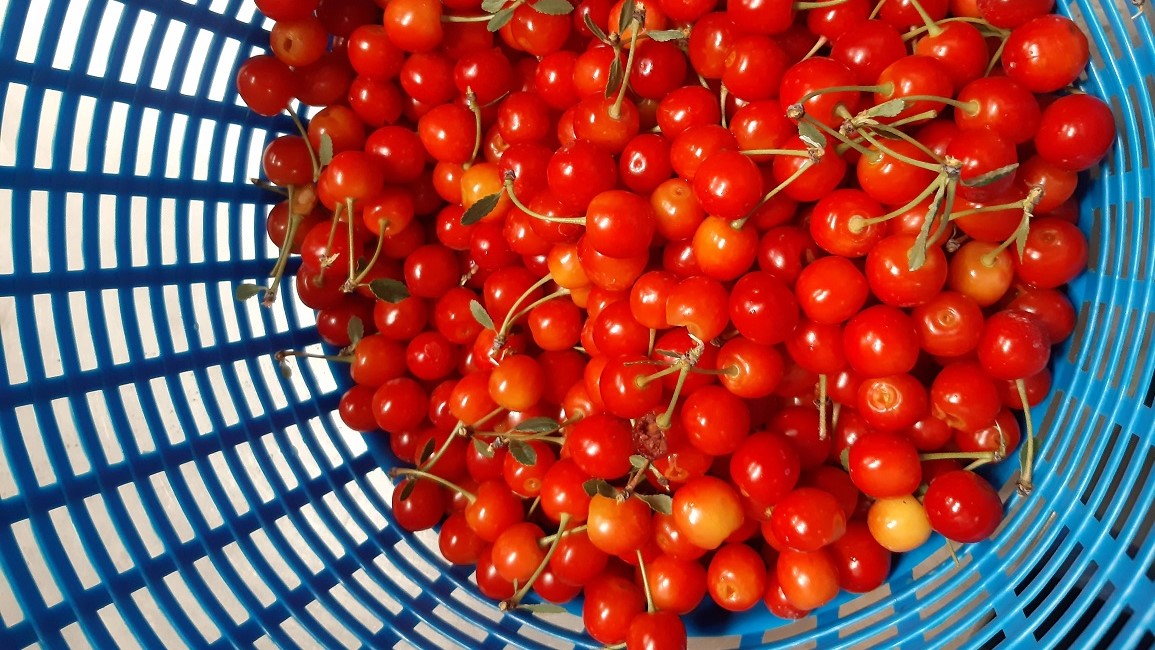 A blue basket full of bright red cherries