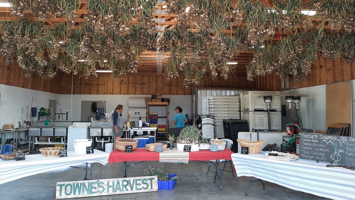 Two people setting up tables inside a barn, with bunches of garlic plants hanging from the rafters overhead
