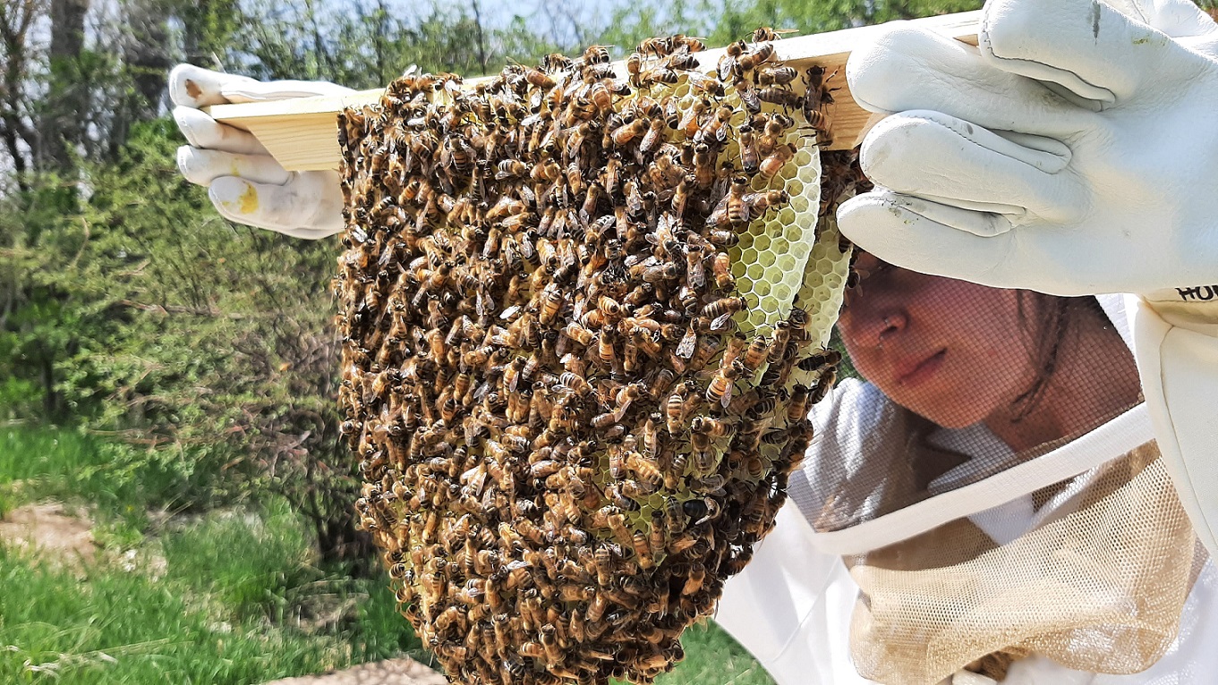 A student holds a piece of honeycomb covered in honeybees