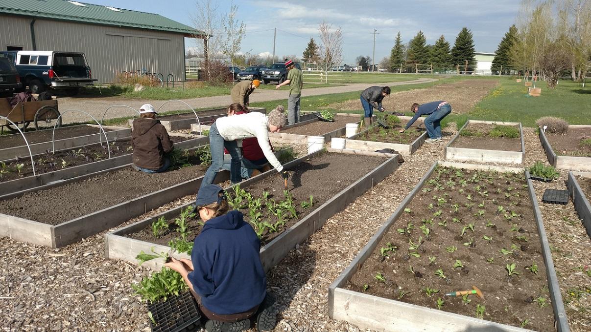 A group of people planting raised garden beds with vegetable starts