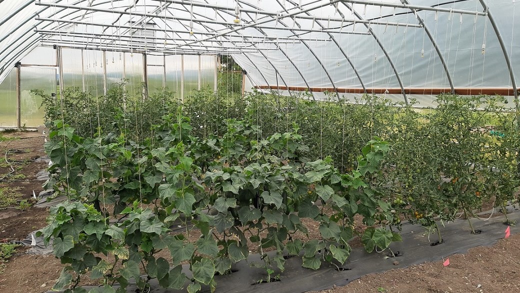 An interior shot of a plastic-covered high tunnel full of cucumber and tomato plants