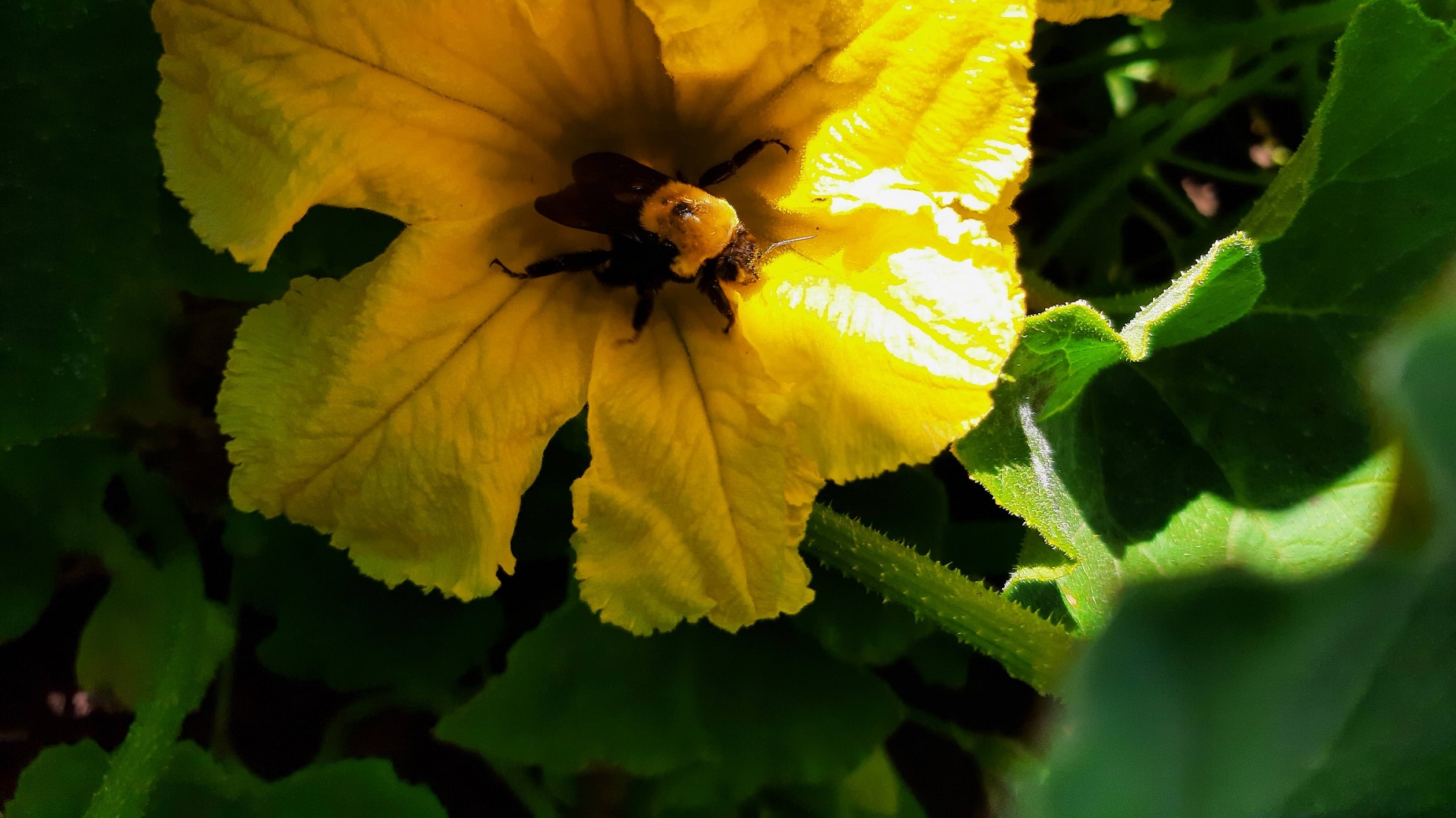 A large bumble bee inside a bright yellow squash flower